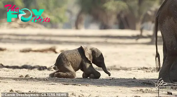 The elephant tumbles to the ground as taking his first steps proves to be harder than he first imagined