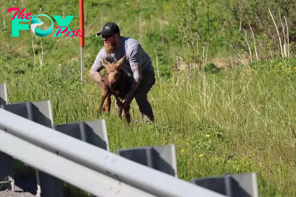 Man picks up moose calf to reunite him with mother