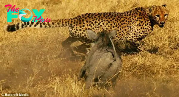 cheetah attacked by warthog