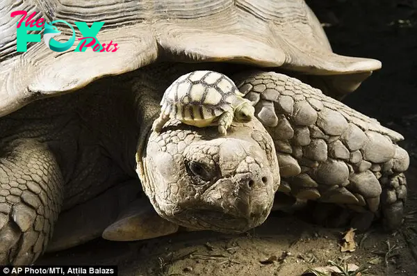 Free ride: One of the 5.5cm babies is placed on its mother's head in preparation for a quick lift