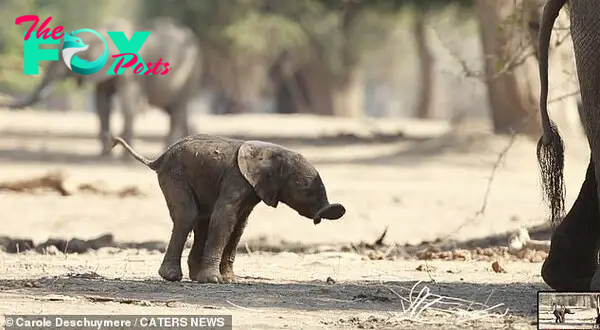 Nearly there! The tiny elephant struggles to balance as he stretches out his trunk and tail for stability