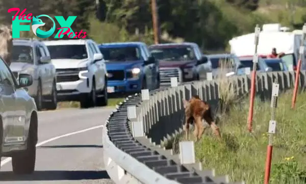 Moose calf rescued from side of highway