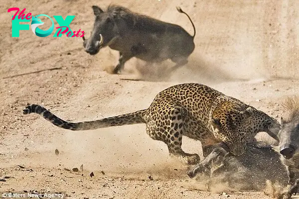 Koos Fourie's amazing pictures show mother warthog fighting off LEOPARD trying to snatch its baby | Daily Mail Online