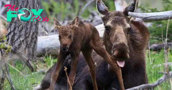 Watch: This is how a mother moose taught her newborn baby to cross the road