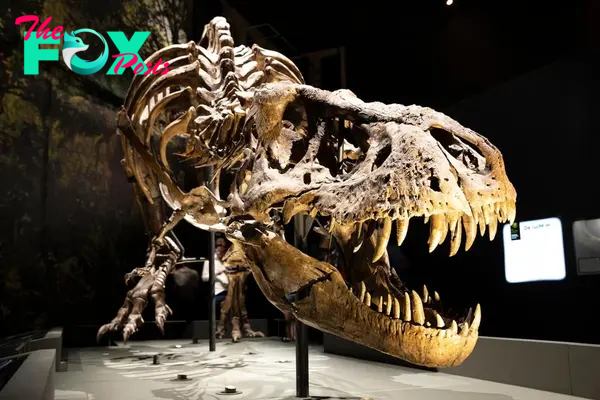 Tìm thấy hóa thạch của "rồng ngoài đời thực” tại Australia | Vietnam+ (VietnamPlus)
