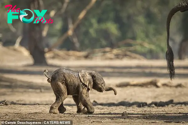The calf stumbles to his feet in Mwinilunga Safaris in Mana Pools, Zimbabwe, as he tries to keep up with his mother