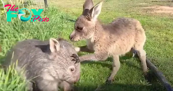 Wombat And Kangaroo Are Obsessed With Each Other | Cute animal pictures,  Animals friendship, Animals