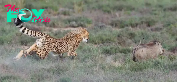Motherly instinct: Cheetah vs warthog | Graaff-Reinet Advertiser