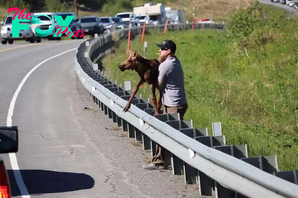 Alaskan man reunites moose calf with mother