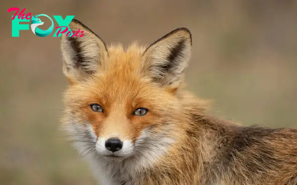 How Do Foxes Help With Monitoring Ecosystem Health? The, 59% OFF