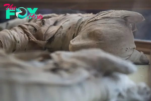  The body of a mummified lion seen during an exhibition of findings from Saqqara
