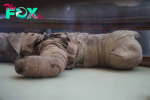  A mummified lion is displayed after it was excavated in Saqqara