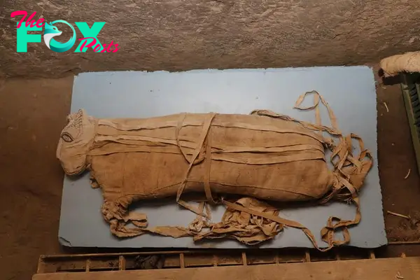  Lion cubs and cats were found mummified at Saqqara