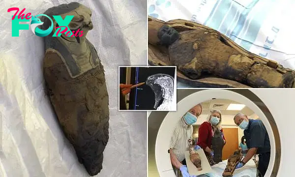 Child-like mummy thought to contain human remains is revealed to be packed  with GRAIN | Daily Mail Online