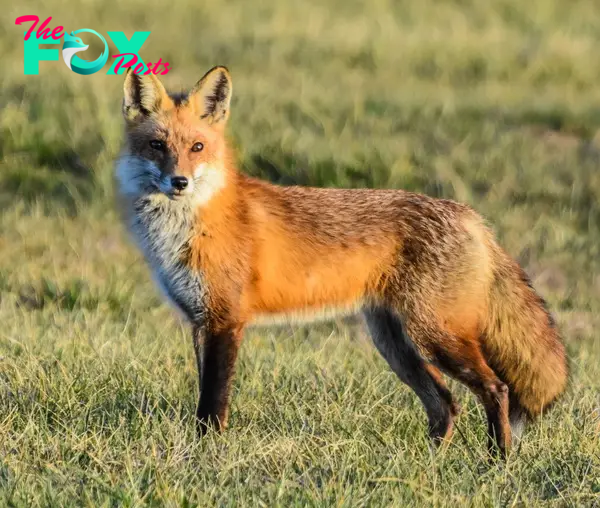 Red Fox/Coyote – Delaware Council of Wildlife