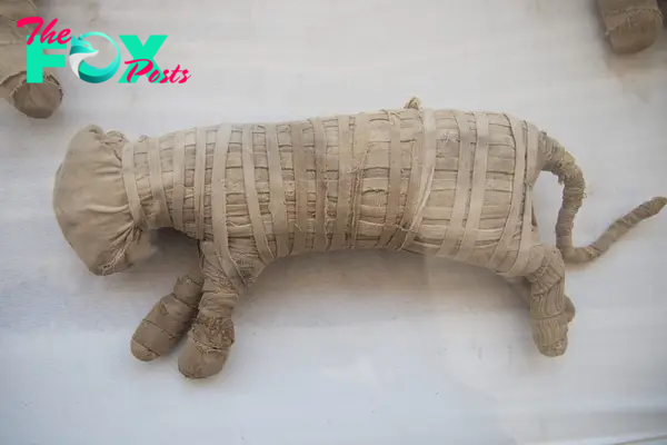  A mummified cat expertly wrapped during Ancient Egyptian times was discovered