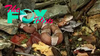 A copperhead snake lies coiled up among leaf and branch litter.