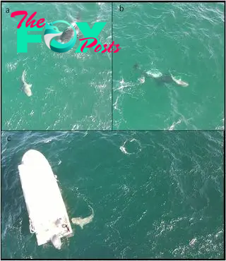 composite image showing orcas hunting a bull shark next to a boat