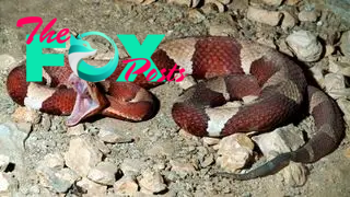 Unlike most venomous snakes, copperheads give no warning signs and strike almost immediately if they feel threatened.