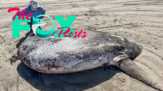 Woman crouches down next to large sunfish species on the sandy beach.