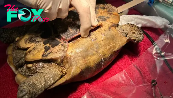 A tortoise is receiving surgery. 