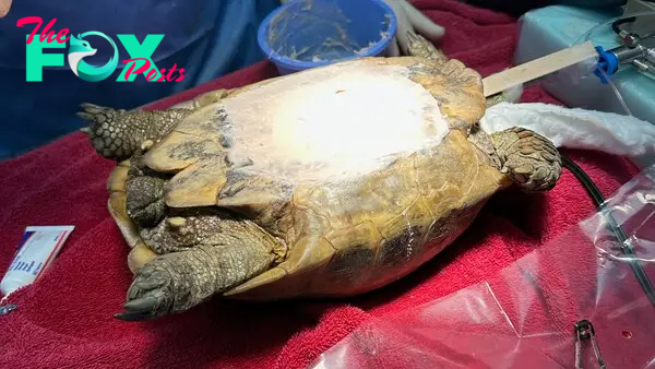 a tortoise is on its back after surgery with a large white circle of fiberglass covering their belly 