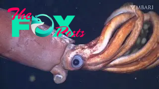 Deep-sea squid brooding its eggs
