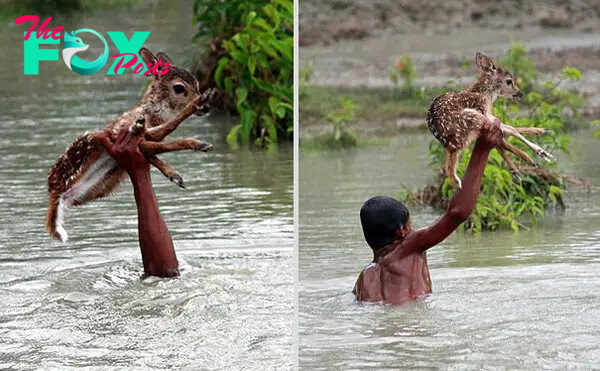 bangladeshi-boy-saves-drowning-baby-deer-5