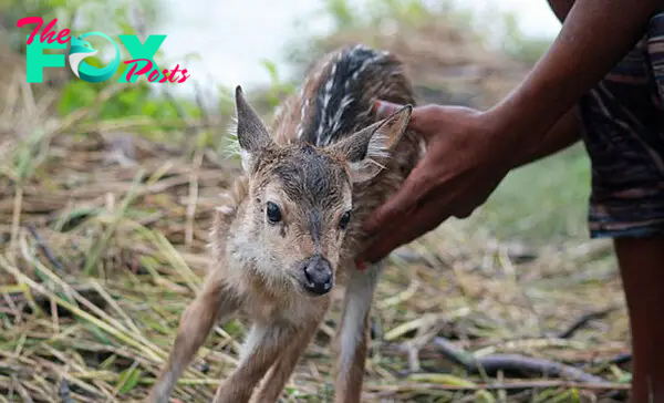 bangladeshi-boy-saves-drowning-baby-deer-9