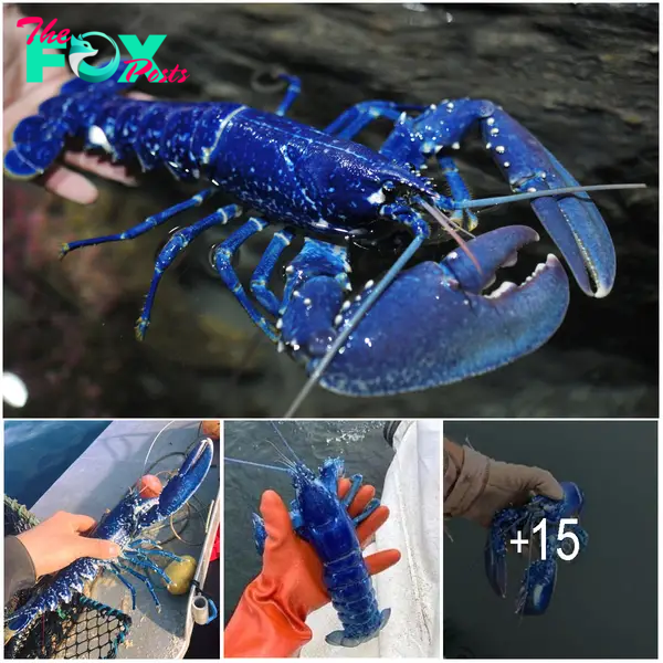 Stunned British Fisherman Catches Ultra-Rare Blue Lobster, Dubbed ‘One in 2 Million,’ and Immediately Releases It