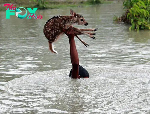 bangladeshi-boy-saves-drowning-baby-deer-6