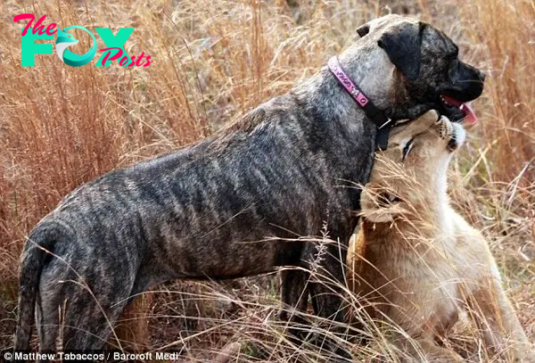 Mutt-erly love: Beth will lick the cubs clean just like any good lion mother would do