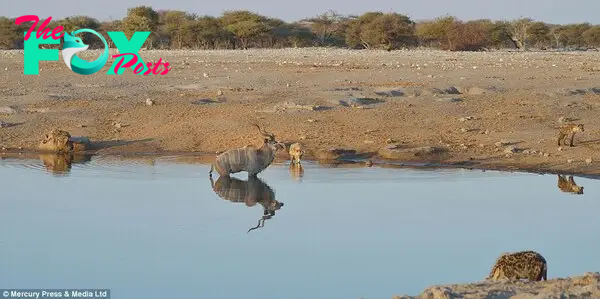 No way out: Photographer Neal Cooper said the antelope made several half-hearted attempts to escape during the three-hour standoff but quickly returned to the water each time after realising he would be unable to outrun the 14 hyenas