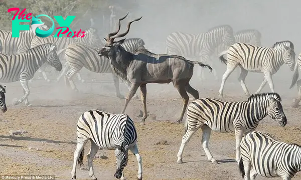 Freedom: The quick-thinking kudu was able to casually walk away from the waterhole with his life after the hyenas lost sight of him in the crowd. Photographer Neal Cooper said: 'The kudu was left with very little options to escape, the best thing it could do was hope for a stroke of luck'