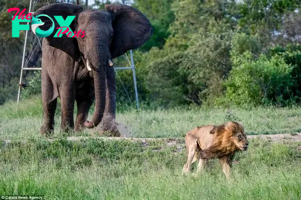 Humbled: Male lions' role in the pride is to defend it from attacks but when a successful challenger take over, the defeated male is forced out