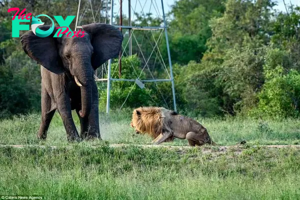 I'm stronger than you: The King of the Beasts lets out a half roar of defiance but was in no condition to stand up to the elephant 