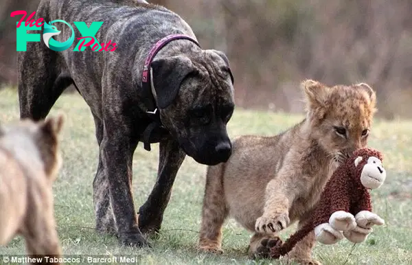 Play nicely: The lions are trained to develop the survival skills and can then be introduced fully into the wild