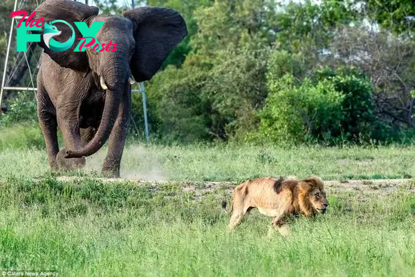 I'm off: the lion realises the game is and turns to flee in the face of the much larger elephant 