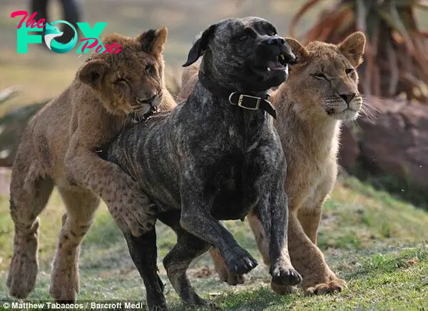 Not afraid to playfight: With the help of Beth the cubs have a great quality of life, before they get older and stronger and are then released