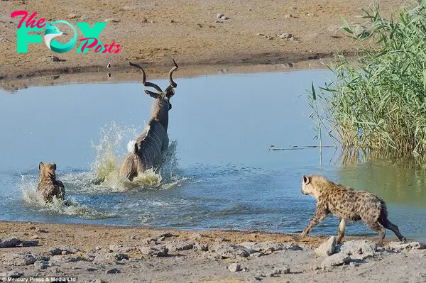 Making a run for it: After spotting the zebra, the kudu made a dash towards the centre of the herd. Neal Cooper said he and two other photographers used a specially adapted safari truck to track the animals. He added that the group regularly spend several days at a time watching the waterhole