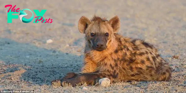 Deadly: The hyenas were able to relax as the kudu stood in the water. They would have known that sooner or later the antelope would have to leave the waterhole, and they appeared more than willing to wait