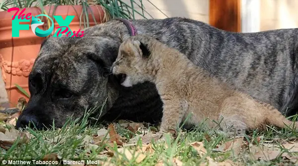 Wake up, mum! Two lions raised by Beth have been given new lives in their native South Africa and three have been set free in Zambia