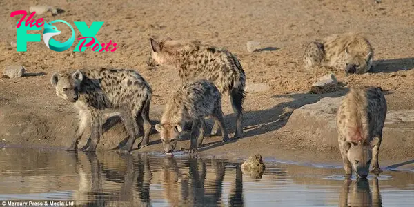 Waiting game: Photographer Neal Cooper spent three hours watching the standoof. He claims the hyenas' hunting tactics have become increasingly deadly in recent years, so at the time thought it highly unlikely the kudu would be able to escape the waterhole