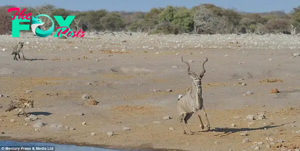 Fear: After first attempting to make an escape, the kudu appeared to realise he would be unable to outrun the hyenas, so waded into the temporary safety of the water