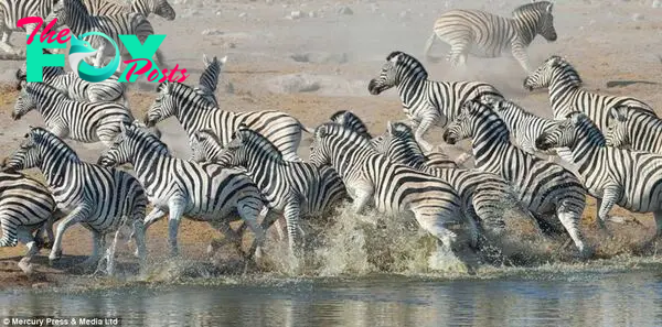 Escape: When the herd of zebra left the water together a short time later, the clever kudu escaped with them. Confused by the number of large animals leaving the waterhole, the hyenas lost sight of the kudu and focused their attention on small or inured zebra