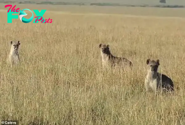 The antelope feast catches the attention of the hyena trio. It is not uncommon for them and cheetahs to steal each other's food