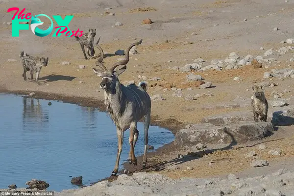 Trapped: The kudu had been drinking at the waterhole when he was surrounded by 14 hyenas who had been hunting nearby