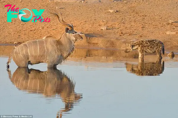 Although the kudu wasn't moving much in the water, he would have tired far quicker than the hyenas as the cold water stiffened his muscles and prevented rapid movement. Had the herd of zebra not arrived, the weary kudu would at some point have been forced to try and outrun the waiting hyenas