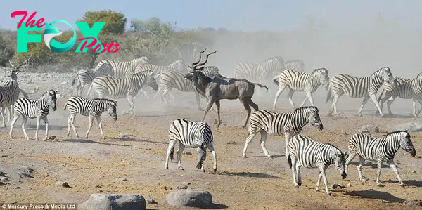 Quick-thinking: The kudu, which is a kind of large antelope, tricked his way out of a hyena ambush by losing himself in a herd of zebra. The incident took place at a waterhole in Namibia's Etosha National Park