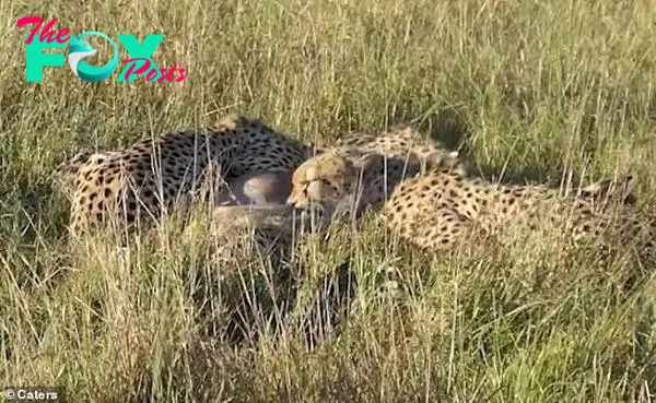 Five cheetahs feed on an antelope, while it is still alive, in the Masai Mara Safari Park in Kenya